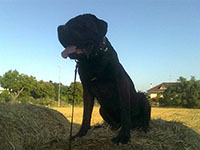 blackcane corso dog